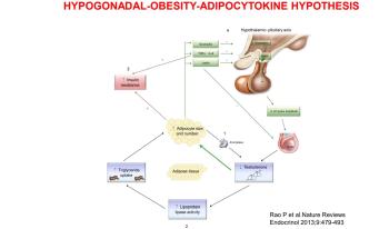 Hypogonadal Obesity Adipocytokine Hypothesis